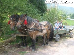 [P03] Din sosea si pana la cascada Varciorog, cand n-ai transport de 4x4, e bun si cel de 2x 4 copite...  » foto by dorgo
 - 
<span class="allrVoted glyphicon glyphicon-heart hidden" id="av654162"></span>
<a class="m-l-10 hidden" id="sv654162" onclick="voting_Foto_DelVot(,654162,19078)" role="button">șterge vot <span class="glyphicon glyphicon-remove"></span></a>
<a id="v9654162" class=" c-red"  onclick="voting_Foto_SetVot(654162)" role="button"><span class="glyphicon glyphicon-heart-empty"></span> <b>LIKE</b> = Votează poza</a> <img class="hidden"  id="f654162W9" src="/imagini/loader.gif" border="0" /><span class="AjErrMes hidden" id="e654162ErM"></span>