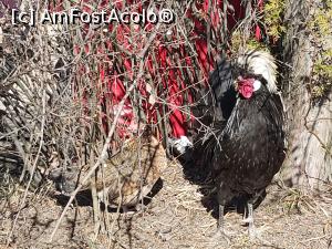 [P21] Găinile moțate și pitice » foto by diana2015
 - 
<span class="allrVoted glyphicon glyphicon-heart hidden" id="av1218426"></span>
<a class="m-l-10 hidden" id="sv1218426" onclick="voting_Foto_DelVot(,1218426,19120)" role="button">șterge vot <span class="glyphicon glyphicon-remove"></span></a>
<a id="v91218426" class=" c-red"  onclick="voting_Foto_SetVot(1218426)" role="button"><span class="glyphicon glyphicon-heart-empty"></span> <b>LIKE</b> = Votează poza</a> <img class="hidden"  id="f1218426W9" src="/imagini/loader.gif" border="0" /><span class="AjErrMes hidden" id="e1218426ErM"></span>