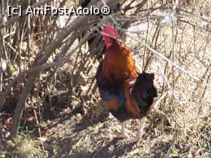 [P22] Cocoș pitic » foto by diana2015
 - 
<span class="allrVoted glyphicon glyphicon-heart hidden" id="av1218427"></span>
<a class="m-l-10 hidden" id="sv1218427" onclick="voting_Foto_DelVot(,1218427,19120)" role="button">șterge vot <span class="glyphicon glyphicon-remove"></span></a>
<a id="v91218427" class=" c-red"  onclick="voting_Foto_SetVot(1218427)" role="button"><span class="glyphicon glyphicon-heart-empty"></span> <b>LIKE</b> = Votează poza</a> <img class="hidden"  id="f1218427W9" src="/imagini/loader.gif" border="0" /><span class="AjErrMes hidden" id="e1218427ErM"></span>