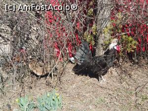 [P23] Găina moțată » foto by diana2015
 - 
<span class="allrVoted glyphicon glyphicon-heart hidden" id="av1218428"></span>
<a class="m-l-10 hidden" id="sv1218428" onclick="voting_Foto_DelVot(,1218428,19120)" role="button">șterge vot <span class="glyphicon glyphicon-remove"></span></a>
<a id="v91218428" class=" c-red"  onclick="voting_Foto_SetVot(1218428)" role="button"><span class="glyphicon glyphicon-heart-empty"></span> <b>LIKE</b> = Votează poza</a> <img class="hidden"  id="f1218428W9" src="/imagini/loader.gif" border="0" /><span class="AjErrMes hidden" id="e1218428ErM"></span>