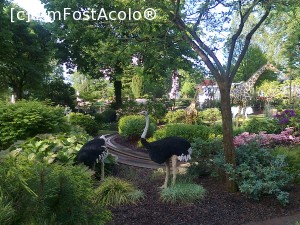 [P19] Struti si girafe » foto by lady_anca81
 - 
<span class="allrVoted glyphicon glyphicon-heart hidden" id="av706283"></span>
<a class="m-l-10 hidden" id="sv706283" onclick="voting_Foto_DelVot(,706283,19139)" role="button">șterge vot <span class="glyphicon glyphicon-remove"></span></a>
<a id="v9706283" class=" c-red"  onclick="voting_Foto_SetVot(706283)" role="button"><span class="glyphicon glyphicon-heart-empty"></span> <b>LIKE</b> = Votează poza</a> <img class="hidden"  id="f706283W9" src="/imagini/loader.gif" border="0" /><span class="AjErrMes hidden" id="e706283ErM"></span>