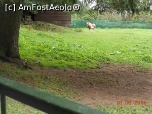 [P50] Bunratty - Folk Park.  » foto by iulianic
 - 
<span class="allrVoted glyphicon glyphicon-heart hidden" id="av802990"></span>
<a class="m-l-10 hidden" id="sv802990" onclick="voting_Foto_DelVot(,802990,19173)" role="button">șterge vot <span class="glyphicon glyphicon-remove"></span></a>
<a id="v9802990" class=" c-red"  onclick="voting_Foto_SetVot(802990)" role="button"><span class="glyphicon glyphicon-heart-empty"></span> <b>LIKE</b> = Votează poza</a> <img class="hidden"  id="f802990W9" src="/imagini/loader.gif" border="0" /><span class="AjErrMes hidden" id="e802990ErM"></span>