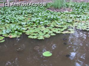 [P26] Lacul cu nuferi.  » foto by mont
 - 
<span class="allrVoted glyphicon glyphicon-heart hidden" id="av946996"></span>
<a class="m-l-10 hidden" id="sv946996" onclick="voting_Foto_DelVot(,946996,19310)" role="button">șterge vot <span class="glyphicon glyphicon-remove"></span></a>
<a id="v9946996" class=" c-red"  onclick="voting_Foto_SetVot(946996)" role="button"><span class="glyphicon glyphicon-heart-empty"></span> <b>LIKE</b> = Votează poza</a> <img class="hidden"  id="f946996W9" src="/imagini/loader.gif" border="0" /><span class="AjErrMes hidden" id="e946996ErM"></span>