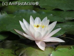 [P27] Nufar » foto by mont
 - 
<span class="allrVoted glyphicon glyphicon-heart hidden" id="av946997"></span>
<a class="m-l-10 hidden" id="sv946997" onclick="voting_Foto_DelVot(,946997,19310)" role="button">șterge vot <span class="glyphicon glyphicon-remove"></span></a>
<a id="v9946997" class=" c-red"  onclick="voting_Foto_SetVot(946997)" role="button"><span class="glyphicon glyphicon-heart-empty"></span> <b>LIKE</b> = Votează poza</a> <img class="hidden"  id="f946997W9" src="/imagini/loader.gif" border="0" /><span class="AjErrMes hidden" id="e946997ErM"></span>