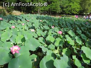 [P28] Lacul cu flori de lotus » foto by mont
 - 
<span class="allrVoted glyphicon glyphicon-heart hidden" id="av946998"></span>
<a class="m-l-10 hidden" id="sv946998" onclick="voting_Foto_DelVot(,946998,19310)" role="button">șterge vot <span class="glyphicon glyphicon-remove"></span></a>
<a id="v9946998" class=" c-red"  onclick="voting_Foto_SetVot(946998)" role="button"><span class="glyphicon glyphicon-heart-empty"></span> <b>LIKE</b> = Votează poza</a> <img class="hidden"  id="f946998W9" src="/imagini/loader.gif" border="0" /><span class="AjErrMes hidden" id="e946998ErM"></span>