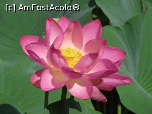 [P29] Lotus » foto by mont
 - 
<span class="allrVoted glyphicon glyphicon-heart hidden" id="av946999"></span>
<a class="m-l-10 hidden" id="sv946999" onclick="voting_Foto_DelVot(,946999,19310)" role="button">șterge vot <span class="glyphicon glyphicon-remove"></span></a>
<a id="v9946999" class=" c-red"  onclick="voting_Foto_SetVot(946999)" role="button"><span class="glyphicon glyphicon-heart-empty"></span> <b>LIKE</b> = Votează poza</a> <img class="hidden"  id="f946999W9" src="/imagini/loader.gif" border="0" /><span class="AjErrMes hidden" id="e946999ErM"></span>