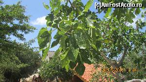 [P44] Şi ceva pomi fructiferi » foto by crismis
 - 
<span class="allrVoted glyphicon glyphicon-heart hidden" id="av672477"></span>
<a class="m-l-10 hidden" id="sv672477" onclick="voting_Foto_DelVot(,672477,19380)" role="button">șterge vot <span class="glyphicon glyphicon-remove"></span></a>
<a id="v9672477" class=" c-red"  onclick="voting_Foto_SetVot(672477)" role="button"><span class="glyphicon glyphicon-heart-empty"></span> <b>LIKE</b> = Votează poza</a> <img class="hidden"  id="f672477W9" src="/imagini/loader.gif" border="0" /><span class="AjErrMes hidden" id="e672477ErM"></span>