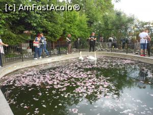 [P13] Damascena - Două grații plutind printre petale de trandafir. » foto by iulianic
 - 
<span class="allrVoted glyphicon glyphicon-heart hidden" id="av1369723"></span>
<a class="m-l-10 hidden" id="sv1369723" onclick="voting_Foto_DelVot(,1369723,19408)" role="button">șterge vot <span class="glyphicon glyphicon-remove"></span></a>
<a id="v91369723" class=" c-red"  onclick="voting_Foto_SetVot(1369723)" role="button"><span class="glyphicon glyphicon-heart-empty"></span> <b>LIKE</b> = Votează poza</a> <img class="hidden"  id="f1369723W9" src="/imagini/loader.gif" border="0" /><span class="AjErrMes hidden" id="e1369723ErM"></span>