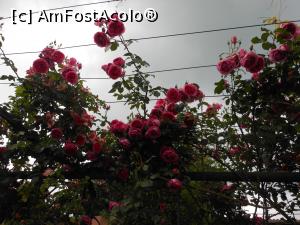 [P15] Damascena - Trandafirul, vedeta complexului. » foto by iulianic
 - 
<span class="allrVoted glyphicon glyphicon-heart hidden" id="av1369725"></span>
<a class="m-l-10 hidden" id="sv1369725" onclick="voting_Foto_DelVot(,1369725,19408)" role="button">șterge vot <span class="glyphicon glyphicon-remove"></span></a>
<a id="v91369725" class=" c-red"  onclick="voting_Foto_SetVot(1369725)" role="button"><span class="glyphicon glyphicon-heart-empty"></span> <b>LIKE</b> = Votează poza</a> <img class="hidden"  id="f1369725W9" src="/imagini/loader.gif" border="0" /><span class="AjErrMes hidden" id="e1369725ErM"></span>