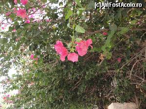 [P15] Floricele...  » foto by maryka
 - 
<span class="allrVoted glyphicon glyphicon-heart hidden" id="av676372"></span>
<a class="m-l-10 hidden" id="sv676372" onclick="voting_Foto_DelVot(,676372,19435)" role="button">șterge vot <span class="glyphicon glyphicon-remove"></span></a>
<a id="v9676372" class=" c-red"  onclick="voting_Foto_SetVot(676372)" role="button"><span class="glyphicon glyphicon-heart-empty"></span> <b>LIKE</b> = Votează poza</a> <img class="hidden"  id="f676372W9" src="/imagini/loader.gif" border="0" /><span class="AjErrMes hidden" id="e676372ErM"></span>
