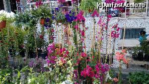 [P37] oferta de plante/flori » foto by danoradea
 - 
<span class="allrVoted glyphicon glyphicon-heart hidden" id="av629624"></span>
<a class="m-l-10 hidden" id="sv629624" onclick="voting_Foto_DelVot(,629624,19438)" role="button">șterge vot <span class="glyphicon glyphicon-remove"></span></a>
<a id="v9629624" class=" c-red"  onclick="voting_Foto_SetVot(629624)" role="button"><span class="glyphicon glyphicon-heart-empty"></span> <b>LIKE</b> = Votează poza</a> <img class="hidden"  id="f629624W9" src="/imagini/loader.gif" border="0" /><span class="AjErrMes hidden" id="e629624ErM"></span>