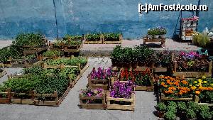 [P38] oferta de plante/flori » foto by danoradea
 - 
<span class="allrVoted glyphicon glyphicon-heart hidden" id="av629626"></span>
<a class="m-l-10 hidden" id="sv629626" onclick="voting_Foto_DelVot(,629626,19438)" role="button">șterge vot <span class="glyphicon glyphicon-remove"></span></a>
<a id="v9629626" class=" c-red"  onclick="voting_Foto_SetVot(629626)" role="button"><span class="glyphicon glyphicon-heart-empty"></span> <b>LIKE</b> = Votează poza</a> <img class="hidden"  id="f629626W9" src="/imagini/loader.gif" border="0" /><span class="AjErrMes hidden" id="e629626ErM"></span>