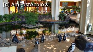 [P57] pinguini în resortul The Hyat » foto by C@t@
 - 
<span class="allrVoted glyphicon glyphicon-heart hidden" id="av1009505"></span>
<a class="m-l-10 hidden" id="sv1009505" onclick="voting_Foto_DelVot(,1009505,19555)" role="button">șterge vot <span class="glyphicon glyphicon-remove"></span></a>
<a id="v91009505" class=" c-red"  onclick="voting_Foto_SetVot(1009505)" role="button"><span class="glyphicon glyphicon-heart-empty"></span> <b>LIKE</b> = Votează poza</a> <img class="hidden"  id="f1009505W9" src="/imagini/loader.gif" border="0" /><span class="AjErrMes hidden" id="e1009505ErM"></span>