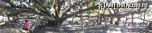 [P01] Banyan Tree » foto by Noha
 - 
<span class="allrVoted glyphicon glyphicon-heart hidden" id="av686166"></span>
<a class="m-l-10 hidden" id="sv686166" onclick="voting_Foto_DelVot(,686166,19555)" role="button">șterge vot <span class="glyphicon glyphicon-remove"></span></a>
<a id="v9686166" class=" c-red"  onclick="voting_Foto_SetVot(686166)" role="button"><span class="glyphicon glyphicon-heart-empty"></span> <b>LIKE</b> = Votează poza</a> <img class="hidden"  id="f686166W9" src="/imagini/loader.gif" border="0" /><span class="AjErrMes hidden" id="e686166ErM"></span>