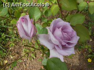 [P10] București - Grădina Botanică, în Rosarium. » foto by iulianic
 - 
<span class="allrVoted glyphicon glyphicon-heart hidden" id="av1367378"></span>
<a class="m-l-10 hidden" id="sv1367378" onclick="voting_Foto_DelVot(,1367378,19622)" role="button">șterge vot <span class="glyphicon glyphicon-remove"></span></a>
<a id="v91367378" class=" c-red"  onclick="voting_Foto_SetVot(1367378)" role="button"><span class="glyphicon glyphicon-heart-empty"></span> <b>LIKE</b> = Votează poza</a> <img class="hidden"  id="f1367378W9" src="/imagini/loader.gif" border="0" /><span class="AjErrMes hidden" id="e1367378ErM"></span>