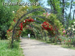 [P12] București - Grădina Botanică, în Rosarium. » foto by iulianic
 - 
<span class="allrVoted glyphicon glyphicon-heart hidden" id="av1367380"></span>
<a class="m-l-10 hidden" id="sv1367380" onclick="voting_Foto_DelVot(,1367380,19622)" role="button">șterge vot <span class="glyphicon glyphicon-remove"></span></a>
<a id="v91367380" class=" c-red"  onclick="voting_Foto_SetVot(1367380)" role="button"><span class="glyphicon glyphicon-heart-empty"></span> <b>LIKE</b> = Votează poza</a> <img class="hidden"  id="f1367380W9" src="/imagini/loader.gif" border="0" /><span class="AjErrMes hidden" id="e1367380ErM"></span>