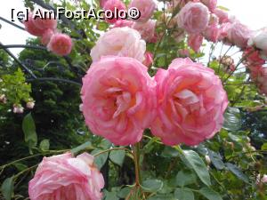 [P15] București - Grădina Botanică, în Rosarium. » foto by iulianic
 - 
<span class="allrVoted glyphicon glyphicon-heart hidden" id="av1367383"></span>
<a class="m-l-10 hidden" id="sv1367383" onclick="voting_Foto_DelVot(,1367383,19622)" role="button">șterge vot <span class="glyphicon glyphicon-remove"></span></a>
<a id="v91367383" class=" c-red"  onclick="voting_Foto_SetVot(1367383)" role="button"><span class="glyphicon glyphicon-heart-empty"></span> <b>LIKE</b> = Votează poza</a> <img class="hidden"  id="f1367383W9" src="/imagini/loader.gif" border="0" /><span class="AjErrMes hidden" id="e1367383ErM"></span>