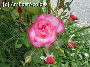 [P16] București - Grădina Botanică, în Rosarium. » foto by iulianic
 - 
<span class="allrVoted glyphicon glyphicon-heart hidden" id="av1367384"></span>
<a class="m-l-10 hidden" id="sv1367384" onclick="voting_Foto_DelVot(,1367384,19622)" role="button">șterge vot <span class="glyphicon glyphicon-remove"></span></a>
<a id="v91367384" class=" c-red"  onclick="voting_Foto_SetVot(1367384)" role="button"><span class="glyphicon glyphicon-heart-empty"></span> <b>LIKE</b> = Votează poza</a> <img class="hidden"  id="f1367384W9" src="/imagini/loader.gif" border="0" /><span class="AjErrMes hidden" id="e1367384ErM"></span>