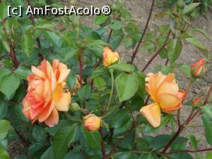 [P17] București - Grădina Botanică, în Rosarium. » foto by iulianic
 - 
<span class="allrVoted glyphicon glyphicon-heart hidden" id="av1367385"></span>
<a class="m-l-10 hidden" id="sv1367385" onclick="voting_Foto_DelVot(,1367385,19622)" role="button">șterge vot <span class="glyphicon glyphicon-remove"></span></a>
<a id="v91367385" class=" c-red"  onclick="voting_Foto_SetVot(1367385)" role="button"><span class="glyphicon glyphicon-heart-empty"></span> <b>LIKE</b> = Votează poza</a> <img class="hidden"  id="f1367385W9" src="/imagini/loader.gif" border="0" /><span class="AjErrMes hidden" id="e1367385ErM"></span>