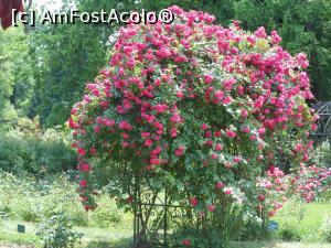 [P19] București - Grădina Botanică, în Rosarium. » foto by iulianic
 - 
<span class="allrVoted glyphicon glyphicon-heart hidden" id="av1367387"></span>
<a class="m-l-10 hidden" id="sv1367387" onclick="voting_Foto_DelVot(,1367387,19622)" role="button">șterge vot <span class="glyphicon glyphicon-remove"></span></a>
<a id="v91367387" class=" c-red"  onclick="voting_Foto_SetVot(1367387)" role="button"><span class="glyphicon glyphicon-heart-empty"></span> <b>LIKE</b> = Votează poza</a> <img class="hidden"  id="f1367387W9" src="/imagini/loader.gif" border="0" /><span class="AjErrMes hidden" id="e1367387ErM"></span>