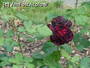 [P20] București - Grădina Botanică, în Rosarium. » foto by iulianic
 - 
<span class="allrVoted glyphicon glyphicon-heart hidden" id="av1367388"></span>
<a class="m-l-10 hidden" id="sv1367388" onclick="voting_Foto_DelVot(,1367388,19622)" role="button">șterge vot <span class="glyphicon glyphicon-remove"></span></a>
<a id="v91367388" class=" c-red"  onclick="voting_Foto_SetVot(1367388)" role="button"><span class="glyphicon glyphicon-heart-empty"></span> <b>LIKE</b> = Votează poza</a> <img class="hidden"  id="f1367388W9" src="/imagini/loader.gif" border="0" /><span class="AjErrMes hidden" id="e1367388ErM"></span>