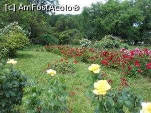 [P21] București - Grădina Botanică, în Rosarium. » foto by iulianic
 - 
<span class="allrVoted glyphicon glyphicon-heart hidden" id="av1367389"></span>
<a class="m-l-10 hidden" id="sv1367389" onclick="voting_Foto_DelVot(,1367389,19622)" role="button">șterge vot <span class="glyphicon glyphicon-remove"></span></a>
<a id="v91367389" class=" c-red"  onclick="voting_Foto_SetVot(1367389)" role="button"><span class="glyphicon glyphicon-heart-empty"></span> <b>LIKE</b> = Votează poza</a> <img class="hidden"  id="f1367389W9" src="/imagini/loader.gif" border="0" /><span class="AjErrMes hidden" id="e1367389ErM"></span>
