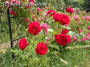 [P25]  -- <small>// FĂRĂ DESCRIERE</small> » foto by iulianic
 - 
<span class="allrVoted glyphicon glyphicon-heart hidden" id="av1367393"></span>
<a class="m-l-10 hidden" id="sv1367393" onclick="voting_Foto_DelVot(,1367393,19622)" role="button">șterge vot <span class="glyphicon glyphicon-remove"></span></a>
<a id="v91367393" class=" c-red"  onclick="voting_Foto_SetVot(1367393)" role="button"><span class="glyphicon glyphicon-heart-empty"></span> <b>LIKE</b> = Votează poza</a> <img class="hidden"  id="f1367393W9" src="/imagini/loader.gif" border="0" /><span class="AjErrMes hidden" id="e1367393ErM"></span>