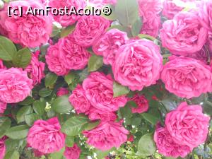 [P26]  -- <small>// FĂRĂ DESCRIERE</small> » foto by iulianic
 - 
<span class="allrVoted glyphicon glyphicon-heart hidden" id="av1367394"></span>
<a class="m-l-10 hidden" id="sv1367394" onclick="voting_Foto_DelVot(,1367394,19622)" role="button">șterge vot <span class="glyphicon glyphicon-remove"></span></a>
<a id="v91367394" class=" c-red"  onclick="voting_Foto_SetVot(1367394)" role="button"><span class="glyphicon glyphicon-heart-empty"></span> <b>LIKE</b> = Votează poza</a> <img class="hidden"  id="f1367394W9" src="/imagini/loader.gif" border="0" /><span class="AjErrMes hidden" id="e1367394ErM"></span>
