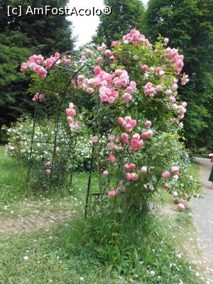 [P03] București - Grădina Botanică, în Rosarium. » foto by iulianic
 - 
<span class="allrVoted glyphicon glyphicon-heart hidden" id="av1367371"></span>
<a class="m-l-10 hidden" id="sv1367371" onclick="voting_Foto_DelVot(,1367371,19622)" role="button">șterge vot <span class="glyphicon glyphicon-remove"></span></a>
<a id="v91367371" class=" c-red"  onclick="voting_Foto_SetVot(1367371)" role="button"><span class="glyphicon glyphicon-heart-empty"></span> <b>LIKE</b> = Votează poza</a> <img class="hidden"  id="f1367371W9" src="/imagini/loader.gif" border="0" /><span class="AjErrMes hidden" id="e1367371ErM"></span>