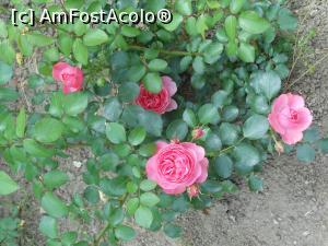 [P30]  -- <small>// FĂRĂ DESCRIERE</small> » foto by iulianic
 - 
<span class="allrVoted glyphicon glyphicon-heart hidden" id="av1367398"></span>
<a class="m-l-10 hidden" id="sv1367398" onclick="voting_Foto_DelVot(,1367398,19622)" role="button">șterge vot <span class="glyphicon glyphicon-remove"></span></a>
<a id="v91367398" class=" c-red"  onclick="voting_Foto_SetVot(1367398)" role="button"><span class="glyphicon glyphicon-heart-empty"></span> <b>LIKE</b> = Votează poza</a> <img class="hidden"  id="f1367398W9" src="/imagini/loader.gif" border="0" /><span class="AjErrMes hidden" id="e1367398ErM"></span>