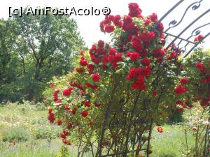 [P31]  -- <small>// FĂRĂ DESCRIERE</small> » foto by iulianic
 - 
<span class="allrVoted glyphicon glyphicon-heart hidden" id="av1367399"></span>
<a class="m-l-10 hidden" id="sv1367399" onclick="voting_Foto_DelVot(,1367399,19622)" role="button">șterge vot <span class="glyphicon glyphicon-remove"></span></a>
<a id="v91367399" class=" c-red"  onclick="voting_Foto_SetVot(1367399)" role="button"><span class="glyphicon glyphicon-heart-empty"></span> <b>LIKE</b> = Votează poza</a> <img class="hidden"  id="f1367399W9" src="/imagini/loader.gif" border="0" /><span class="AjErrMes hidden" id="e1367399ErM"></span>