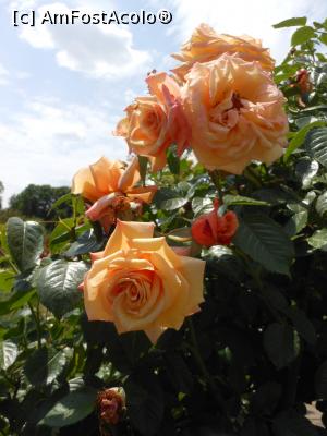 [P32]  -- <small>// FĂRĂ DESCRIERE</small> » foto by iulianic
 - 
<span class="allrVoted glyphicon glyphicon-heart hidden" id="av1367400"></span>
<a class="m-l-10 hidden" id="sv1367400" onclick="voting_Foto_DelVot(,1367400,19622)" role="button">șterge vot <span class="glyphicon glyphicon-remove"></span></a>
<a id="v91367400" class=" c-red"  onclick="voting_Foto_SetVot(1367400)" role="button"><span class="glyphicon glyphicon-heart-empty"></span> <b>LIKE</b> = Votează poza</a> <img class="hidden"  id="f1367400W9" src="/imagini/loader.gif" border="0" /><span class="AjErrMes hidden" id="e1367400ErM"></span>