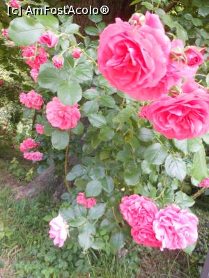 [P04] București - Grădina Botanică, în Rosarium. » foto by iulianic
 - 
<span class="allrVoted glyphicon glyphicon-heart hidden" id="av1367372"></span>
<a class="m-l-10 hidden" id="sv1367372" onclick="voting_Foto_DelVot(,1367372,19622)" role="button">șterge vot <span class="glyphicon glyphicon-remove"></span></a>
<a id="v91367372" class=" c-red"  onclick="voting_Foto_SetVot(1367372)" role="button"><span class="glyphicon glyphicon-heart-empty"></span> <b>LIKE</b> = Votează poza</a> <img class="hidden"  id="f1367372W9" src="/imagini/loader.gif" border="0" /><span class="AjErrMes hidden" id="e1367372ErM"></span>