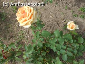 [P43]  -- <small>// FĂRĂ DESCRIERE</small> » foto by iulianic
 - 
<span class="allrVoted glyphicon glyphicon-heart hidden" id="av1367411"></span>
<a class="m-l-10 hidden" id="sv1367411" onclick="voting_Foto_DelVot(,1367411,19622)" role="button">șterge vot <span class="glyphicon glyphicon-remove"></span></a>
<a id="v91367411" class=" c-red"  onclick="voting_Foto_SetVot(1367411)" role="button"><span class="glyphicon glyphicon-heart-empty"></span> <b>LIKE</b> = Votează poza</a> <img class="hidden"  id="f1367411W9" src="/imagini/loader.gif" border="0" /><span class="AjErrMes hidden" id="e1367411ErM"></span>