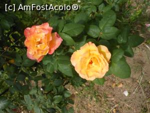 [P44]  -- <small>// FĂRĂ DESCRIERE</small> » foto by iulianic
 - 
<span class="allrVoted glyphicon glyphicon-heart hidden" id="av1367412"></span>
<a class="m-l-10 hidden" id="sv1367412" onclick="voting_Foto_DelVot(,1367412,19622)" role="button">șterge vot <span class="glyphicon glyphicon-remove"></span></a>
<a id="v91367412" class=" c-red"  onclick="voting_Foto_SetVot(1367412)" role="button"><span class="glyphicon glyphicon-heart-empty"></span> <b>LIKE</b> = Votează poza</a> <img class="hidden"  id="f1367412W9" src="/imagini/loader.gif" border="0" /><span class="AjErrMes hidden" id="e1367412ErM"></span>