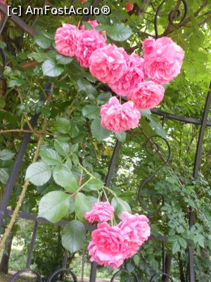 [P06] București - Grădina Botanică, în Rosarium. » foto by iulianic
 - 
<span class="allrVoted glyphicon glyphicon-heart hidden" id="av1367374"></span>
<a class="m-l-10 hidden" id="sv1367374" onclick="voting_Foto_DelVot(,1367374,19622)" role="button">șterge vot <span class="glyphicon glyphicon-remove"></span></a>
<a id="v91367374" class=" c-red"  onclick="voting_Foto_SetVot(1367374)" role="button"><span class="glyphicon glyphicon-heart-empty"></span> <b>LIKE</b> = Votează poza</a> <img class="hidden"  id="f1367374W9" src="/imagini/loader.gif" border="0" /><span class="AjErrMes hidden" id="e1367374ErM"></span>