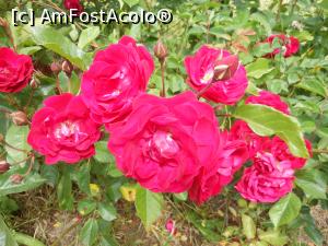 [P07] București - Grădina Botanică, în Rosarium. » foto by iulianic
 - 
<span class="allrVoted glyphicon glyphicon-heart hidden" id="av1367375"></span>
<a class="m-l-10 hidden" id="sv1367375" onclick="voting_Foto_DelVot(,1367375,19622)" role="button">șterge vot <span class="glyphicon glyphicon-remove"></span></a>
<a id="v91367375" class=" c-red"  onclick="voting_Foto_SetVot(1367375)" role="button"><span class="glyphicon glyphicon-heart-empty"></span> <b>LIKE</b> = Votează poza</a> <img class="hidden"  id="f1367375W9" src="/imagini/loader.gif" border="0" /><span class="AjErrMes hidden" id="e1367375ErM"></span>