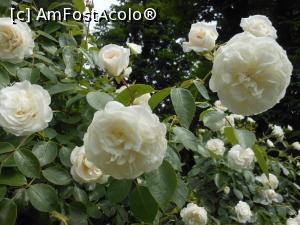 [P09] București - Grădina Botanică, în Rosarium. » foto by iulianic
 - 
<span class="allrVoted glyphicon glyphicon-heart hidden" id="av1367377"></span>
<a class="m-l-10 hidden" id="sv1367377" onclick="voting_Foto_DelVot(,1367377,19622)" role="button">șterge vot <span class="glyphicon glyphicon-remove"></span></a>
<a id="v91367377" class=" c-red"  onclick="voting_Foto_SetVot(1367377)" role="button"><span class="glyphicon glyphicon-heart-empty"></span> <b>LIKE</b> = Votează poza</a> <img class="hidden"  id="f1367377W9" src="/imagini/loader.gif" border="0" /><span class="AjErrMes hidden" id="e1367377ErM"></span>