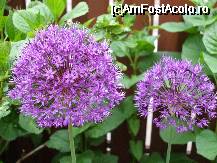 [P2x] alium (ceapa ornamentala) » foto by Cristian_h
 - 
<span class="allrVoted glyphicon glyphicon-heart hidden" id="av33845"></span>
<a class="m-l-10 hidden" id="sv33845" onclick="voting_Foto_DelVot(,33845,19622)" role="button">șterge vot <span class="glyphicon glyphicon-remove"></span></a>
<a id="v933845" class=" c-red"  onclick="voting_Foto_SetVot(33845)" role="button"><span class="glyphicon glyphicon-heart-empty"></span> <b>LIKE</b> = Votează poza</a> <img class="hidden"  id="f33845W9" src="/imagini/loader.gif" border="0" /><span class="AjErrMes hidden" id="e33845ErM"></span>