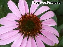 [P25x] echinaceea purpurea » foto by Cristian_h
 - 
<span class="allrVoted glyphicon glyphicon-heart hidden" id="av33873"></span>
<a class="m-l-10 hidden" id="sv33873" onclick="voting_Foto_DelVot(,33873,19622)" role="button">șterge vot <span class="glyphicon glyphicon-remove"></span></a>
<a id="v933873" class=" c-red"  onclick="voting_Foto_SetVot(33873)" role="button"><span class="glyphicon glyphicon-heart-empty"></span> <b>LIKE</b> = Votează poza</a> <img class="hidden"  id="f33873W9" src="/imagini/loader.gif" border="0" /><span class="AjErrMes hidden" id="e33873ErM"></span>