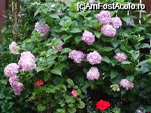[P29x] hydrangea (hortensia) » foto by Cristian_h
 - 
<span class="allrVoted glyphicon glyphicon-heart hidden" id="av33877"></span>
<a class="m-l-10 hidden" id="sv33877" onclick="voting_Foto_DelVot(,33877,19622)" role="button">șterge vot <span class="glyphicon glyphicon-remove"></span></a>
<a id="v933877" class=" c-red"  onclick="voting_Foto_SetVot(33877)" role="button"><span class="glyphicon glyphicon-heart-empty"></span> <b>LIKE</b> = Votează poza</a> <img class="hidden"  id="f33877W9" src="/imagini/loader.gif" border="0" /><span class="AjErrMes hidden" id="e33877ErM"></span>