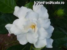 [P31x] parfumata gardenie » foto by Cristian_h
 - 
<span class="allrVoted glyphicon glyphicon-heart hidden" id="av33879"></span>
<a class="m-l-10 hidden" id="sv33879" onclick="voting_Foto_DelVot(,33879,19622)" role="button">șterge vot <span class="glyphicon glyphicon-remove"></span></a>
<a id="v933879" class=" c-red"  onclick="voting_Foto_SetVot(33879)" role="button"><span class="glyphicon glyphicon-heart-empty"></span> <b>LIKE</b> = Votează poza</a> <img class="hidden"  id="f33879W9" src="/imagini/loader.gif" border="0" /><span class="AjErrMes hidden" id="e33879ErM"></span>