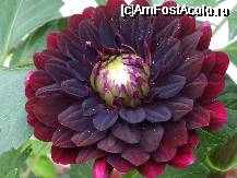 [P32x] dalia - Yvonee black magic » foto by Cristian_h
 - 
<span class="allrVoted glyphicon glyphicon-heart hidden" id="av33880"></span>
<a class="m-l-10 hidden" id="sv33880" onclick="voting_Foto_DelVot(,33880,19622)" role="button">șterge vot <span class="glyphicon glyphicon-remove"></span></a>
<a id="v933880" class=" c-red"  onclick="voting_Foto_SetVot(33880)" role="button"><span class="glyphicon glyphicon-heart-empty"></span> <b>LIKE</b> = Votează poza</a> <img class="hidden"  id="f33880W9" src="/imagini/loader.gif" border="0" /><span class="AjErrMes hidden" id="e33880ErM"></span>