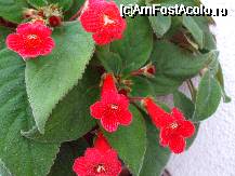 [P37x] o specie mai putin comerciala de gloxinia » foto by Cristian_h
 - 
<span class="allrVoted glyphicon glyphicon-heart hidden" id="av33885"></span>
<a class="m-l-10 hidden" id="sv33885" onclick="voting_Foto_DelVot(,33885,19622)" role="button">șterge vot <span class="glyphicon glyphicon-remove"></span></a>
<a id="v933885" class=" c-red"  onclick="voting_Foto_SetVot(33885)" role="button"><span class="glyphicon glyphicon-heart-empty"></span> <b>LIKE</b> = Votează poza</a> <img class="hidden"  id="f33885W9" src="/imagini/loader.gif" border="0" /><span class="AjErrMes hidden" id="e33885ErM"></span>