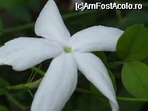[P38x] modesta dar atat de parfumata floare de iasomie » foto by Cristian_h
 - 
<span class="allrVoted glyphicon glyphicon-heart hidden" id="av33886"></span>
<a class="m-l-10 hidden" id="sv33886" onclick="voting_Foto_DelVot(,33886,19622)" role="button">șterge vot <span class="glyphicon glyphicon-remove"></span></a>
<a id="v933886" class=" c-red"  onclick="voting_Foto_SetVot(33886)" role="button"><span class="glyphicon glyphicon-heart-empty"></span> <b>LIKE</b> = Votează poza</a> <img class="hidden"  id="f33886W9" src="/imagini/loader.gif" border="0" /><span class="AjErrMes hidden" id="e33886ErM"></span>