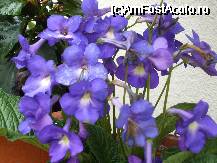 [P4x] streptocarpus » foto by Cristian_h
 - 
<span class="allrVoted glyphicon glyphicon-heart hidden" id="av33849"></span>
<a class="m-l-10 hidden" id="sv33849" onclick="voting_Foto_DelVot(,33849,19622)" role="button">șterge vot <span class="glyphicon glyphicon-remove"></span></a>
<a id="v933849" class=" c-red"  onclick="voting_Foto_SetVot(33849)" role="button"><span class="glyphicon glyphicon-heart-empty"></span> <b>LIKE</b> = Votează poza</a> <img class="hidden"  id="f33849W9" src="/imagini/loader.gif" border="0" /><span class="AjErrMes hidden" id="e33849ErM"></span>
