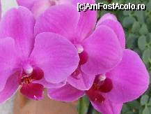 [P41x] Phalenopsis - pentru mine este orhidea ideala fiindca florile dureaza 3/4 luni » foto by Cristian_h
 - 
<span class="allrVoted glyphicon glyphicon-heart hidden" id="av33889"></span>
<a class="m-l-10 hidden" id="sv33889" onclick="voting_Foto_DelVot(,33889,19622)" role="button">șterge vot <span class="glyphicon glyphicon-remove"></span></a>
<a id="v933889" class=" c-red"  onclick="voting_Foto_SetVot(33889)" role="button"><span class="glyphicon glyphicon-heart-empty"></span> <b>LIKE</b> = Votează poza</a> <img class="hidden"  id="f33889W9" src="/imagini/loader.gif" border="0" /><span class="AjErrMes hidden" id="e33889ErM"></span>
