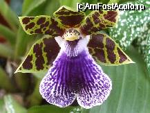 [P42x] Cimbidium - o orhidee cumparata din germania cand avea doar cativa centrimetri . dupa 2 ani a inflorit !!! » foto by Cristian_h
 - 
<span class="allrVoted glyphicon glyphicon-heart hidden" id="av33890"></span>
<a class="m-l-10 hidden" id="sv33890" onclick="voting_Foto_DelVot(,33890,19622)" role="button">șterge vot <span class="glyphicon glyphicon-remove"></span></a>
<a id="v933890" class=" c-red"  onclick="voting_Foto_SetVot(33890)" role="button"><span class="glyphicon glyphicon-heart-empty"></span> <b>LIKE</b> = Votează poza</a> <img class="hidden"  id="f33890W9" src="/imagini/loader.gif" border="0" /><span class="AjErrMes hidden" id="e33890ErM"></span>