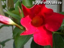 [P43x] Dipladenia - Moulen Rouge » foto by Cristian_h
 - 
<span class="allrVoted glyphicon glyphicon-heart hidden" id="av33891"></span>
<a class="m-l-10 hidden" id="sv33891" onclick="voting_Foto_DelVot(,33891,19622)" role="button">șterge vot <span class="glyphicon glyphicon-remove"></span></a>
<a id="v933891" class=" c-red"  onclick="voting_Foto_SetVot(33891)" role="button"><span class="glyphicon glyphicon-heart-empty"></span> <b>LIKE</b> = Votează poza</a> <img class="hidden"  id="f33891W9" src="/imagini/loader.gif" border="0" /><span class="AjErrMes hidden" id="e33891ErM"></span>