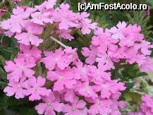 [P44x] verbena » foto by Cristian_h
 - 
<span class="allrVoted glyphicon glyphicon-heart hidden" id="av33892"></span>
<a class="m-l-10 hidden" id="sv33892" onclick="voting_Foto_DelVot(,33892,19622)" role="button">șterge vot <span class="glyphicon glyphicon-remove"></span></a>
<a id="v933892" class=" c-red"  onclick="voting_Foto_SetVot(33892)" role="button"><span class="glyphicon glyphicon-heart-empty"></span> <b>LIKE</b> = Votează poza</a> <img class="hidden"  id="f33892W9" src="/imagini/loader.gif" border="0" /><span class="AjErrMes hidden" id="e33892ErM"></span>